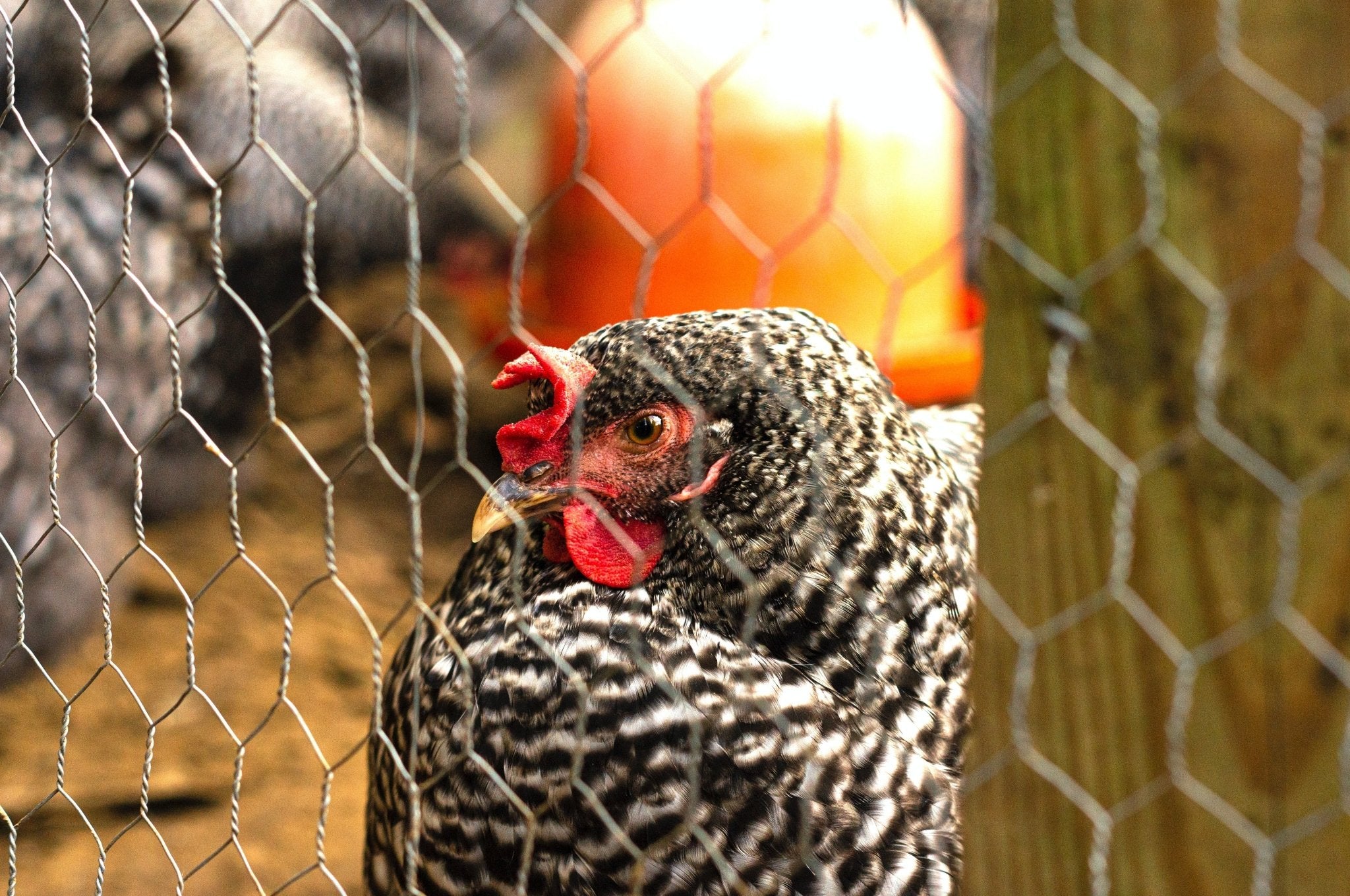 Chicken Wire Fencing: Everything You Need to Know – BarrierBoss™