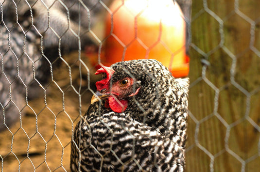 Chicken Wire Fencing