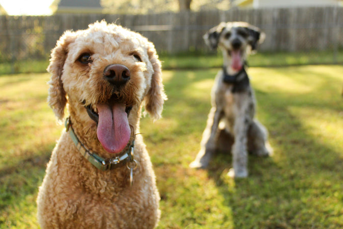 Corrugated Metal Fencing for Dogs: How To Keep Them Safe [VIDEO]